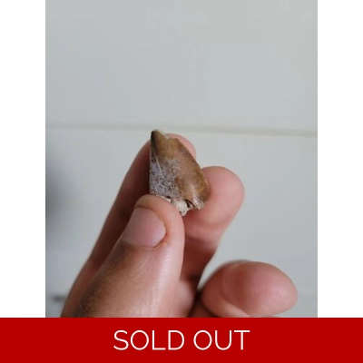 Bargain Rare Majungasaurus Dinosaur Tooth Fossil